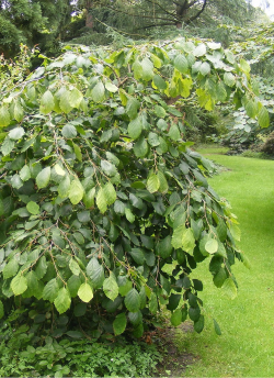 HAMAMELIS virginiana