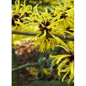 HAMAMELIS virginiana (Hamamélis à floraison automnale)