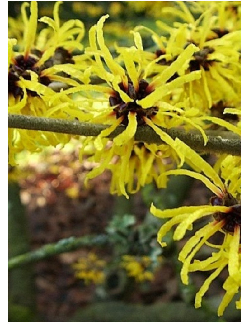 HAMAMELIS virginiana (Hamamélis à floraison automnale)