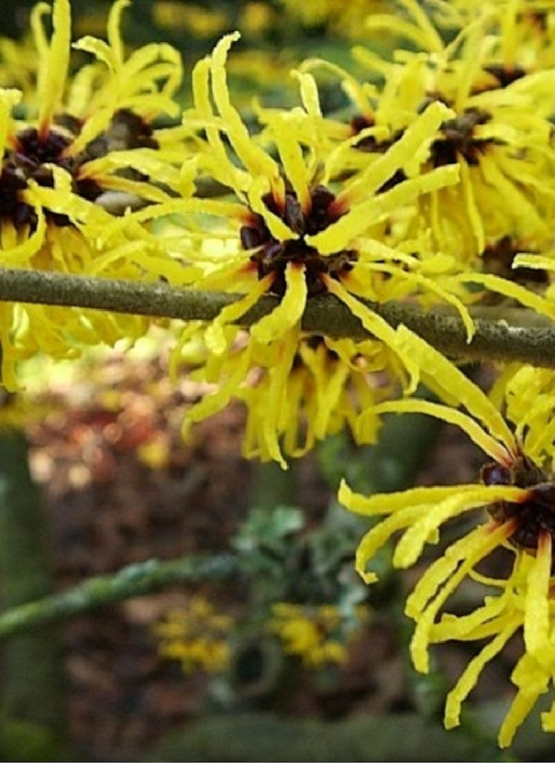 HAMAMELIS virginiana