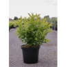 HEPTACODIUM miconioides TIANSHAN ® Minhep cov (Arbre aux sept fleurs TIANSHANb ®) En pot de 10-12 litres forme buisson