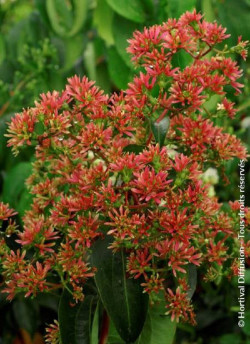 HEPTACODIUM miconioides TIANSHAN