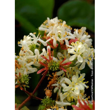 HEPTACODIUM miconioides TIANSHAN ® Minhep cov (Arbre aux sept fleurs TIANSHANb ®)1