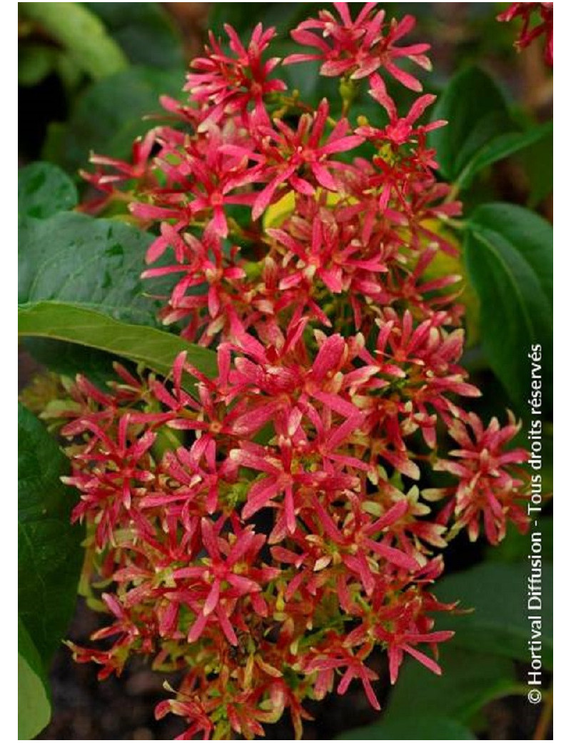 HEPTACODIUM miconioides TIANSHAN ® Minhep cov (Arbre aux sept fleurs TIANSHANb ®)2