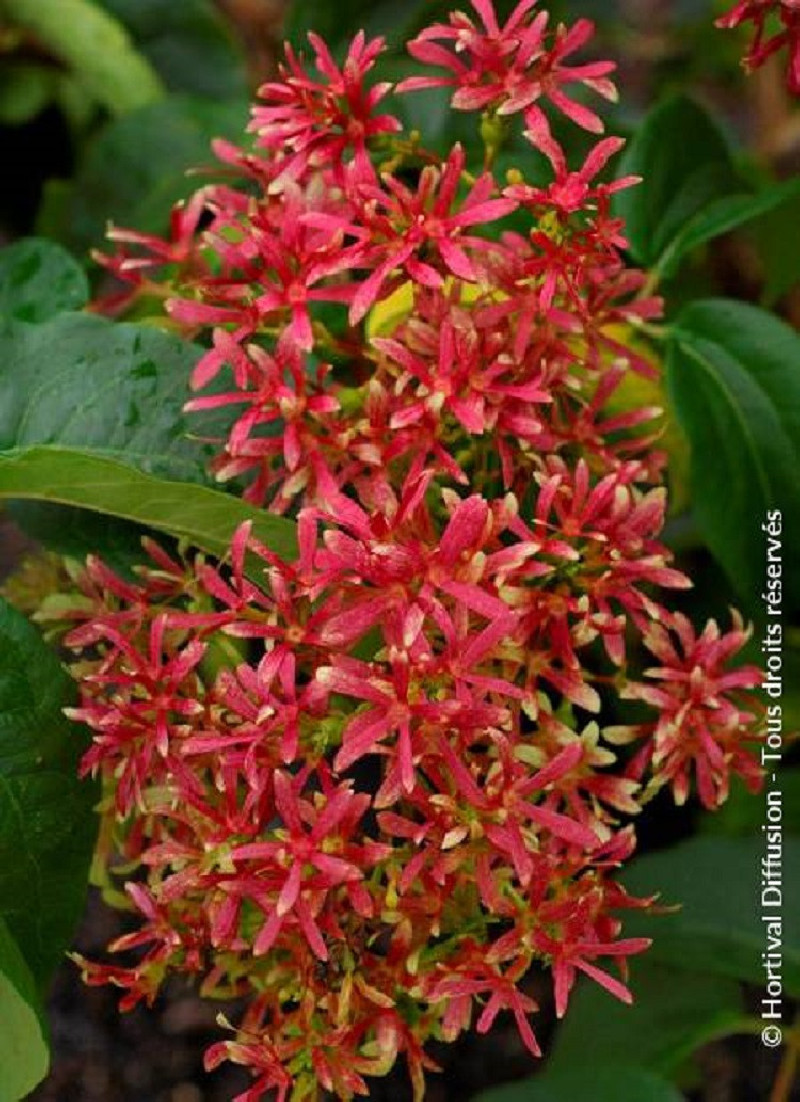 HEPTACODIUM miconioides TIANSHAN