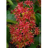 HEPTACODIUM miconioides TIANSHAN ® Minhep cov (Arbre aux sept fleurs TIANSHANb ®)2