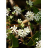 HEPTACODIUM miconioides (Arbre aux sept fleurs)5