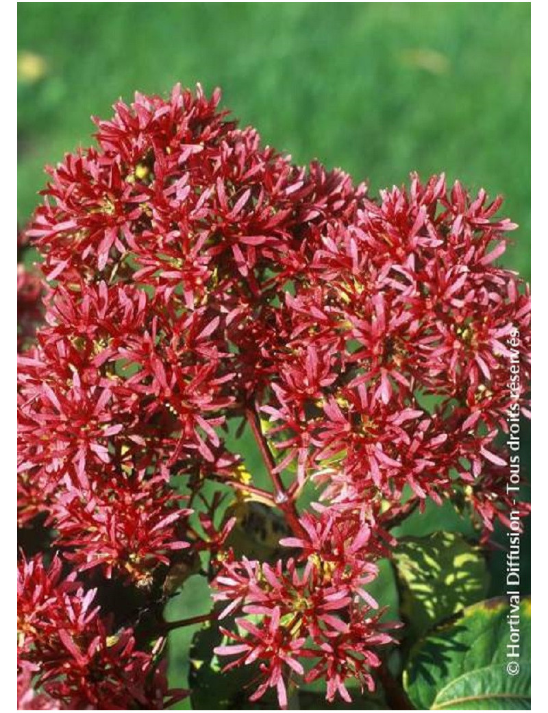 HEPTACODIUM miconioides (Arbre aux sept fleurs)