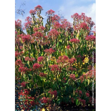 HEPTACODIUM miconioides (Arbre aux sept fleurs)2