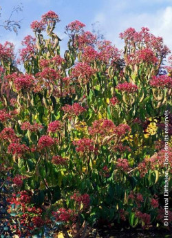 HEPTACODIUM miconioides