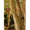 HEPTACODIUM miconioides (Arbre aux sept fleurs)3
