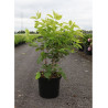 HEPTACODIUM miconioides (Arbre aux sept fleurs) En pot de 10-12 litres forme buisson hauteur 080-100 cm