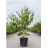 HEPTACODIUM miconioides (Arbre aux sept fleurs) En pot de 15-20 litres forme buisson hauteur 100-125 cm