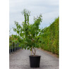 HEPTACODIUM miconioides (Arbre aux sept fleurs) En pot de 25-30 litres forme buisson hauteur 125-150 cm