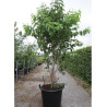 HEPTACODIUM miconioides (Arbre aux sept fleurs) En pot de 70-90 litres forme buisson hauteur 175-200 cm