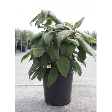 HYDRANGEA aspera SARGENTIANA (Hortensia sargentiana) En pot de 15-20 litres forme buisson hauteur 060-080 cm