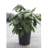 HYDRANGEA aspera SARGENTIANA (Hortensia sargentiana) En pot de 15-20 litres forme buisson hauteur 060-080 cm