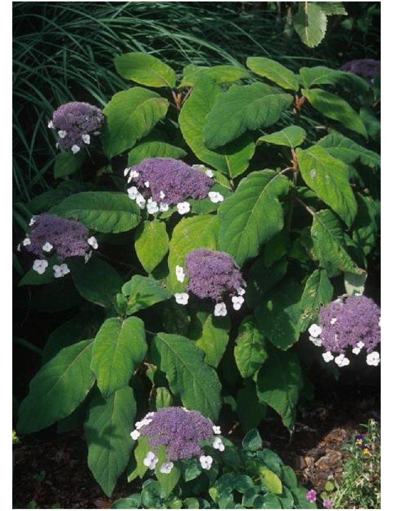HYDRANGEA aspera SARGENTIANA (Hortensia sargentiana)