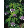 HYDRANGEA aspera SARGENTIANA (Hortensia sargentiana)