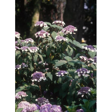 HYDRANGEA aspera SARGENTIANA (Hortensia sargentiana)1