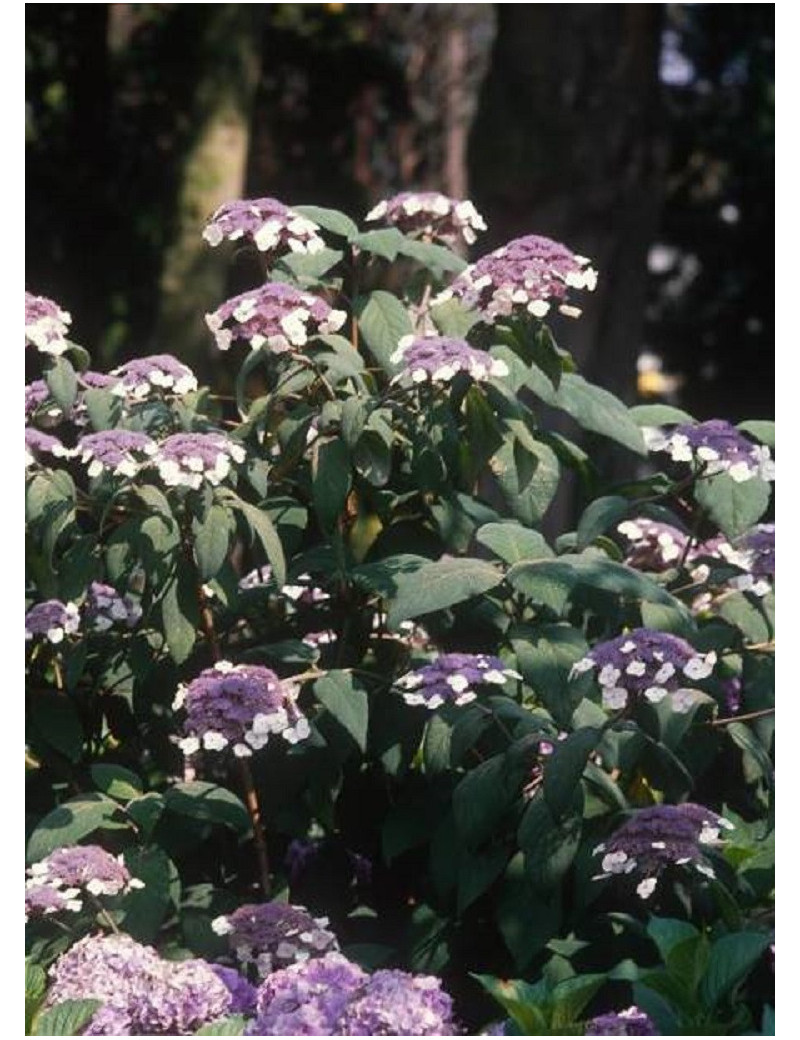 HYDRANGEA aspera SARGENTIANA (Hortensia sargentiana)1