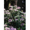 HYDRANGEA aspera SARGENTIANA (Hortensia sargentiana)1