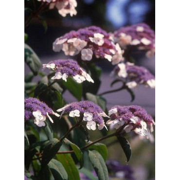 HYDRANGEA aspera SARGENTIANA (Hortensia sargentiana)2