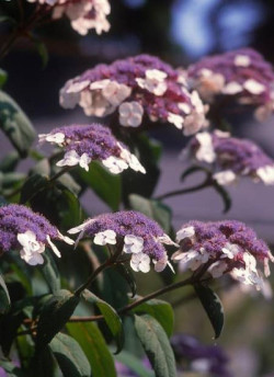 HYDRANGEA aspera SARGENTIANA