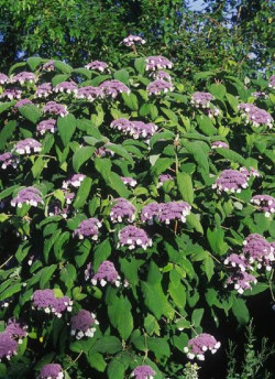 HYDRANGEA aspera SARGENTIANA