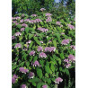 HYDRANGEA aspera SARGENTIANA (Hortensia sargentiana)4