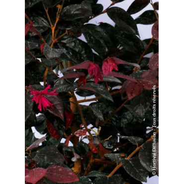 LOROPETALUM chinense BLACK Pearl cov (Loropétale de Chine)