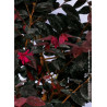 LOROPETALUM chinense BLACK Pearl