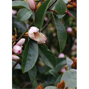 MICHELIA MAGNOLIA FAIRY BLUSH ® (Michelia, magnolia)2