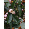 MICHELIA MAGNOLIA FAIRY BLUSH ® (Michelia, magnolia)2