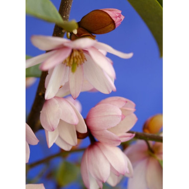 MICHELIA MAGNOLIA FAIRY BLUSH ® (Michelia, magnolia)