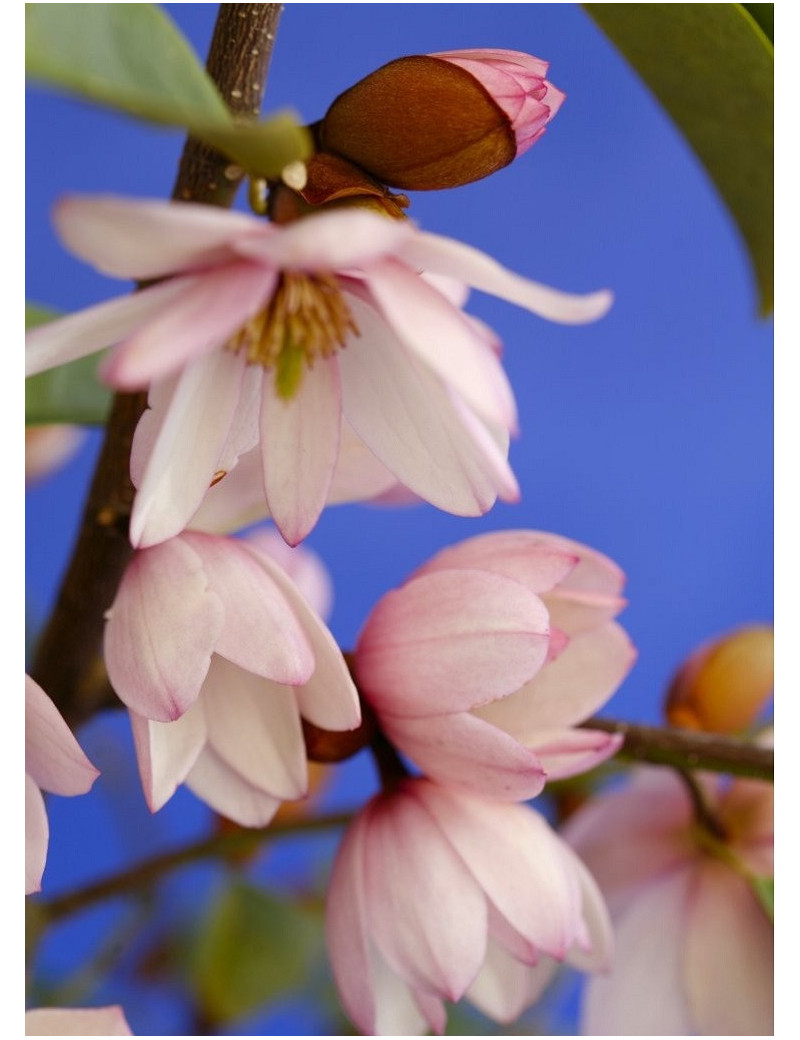 MICHELIA MAGNOLIA FAIRY BLUSH ® (Michelia, magnolia)