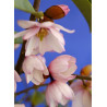 MICHELIA MAGNOLIA FAIRY BLUSH ® (Michelia, magnolia)