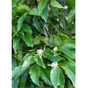 MICHELIA MAGNOLIA FAIRY BLUSH ® (Michelia, magnolia)1
