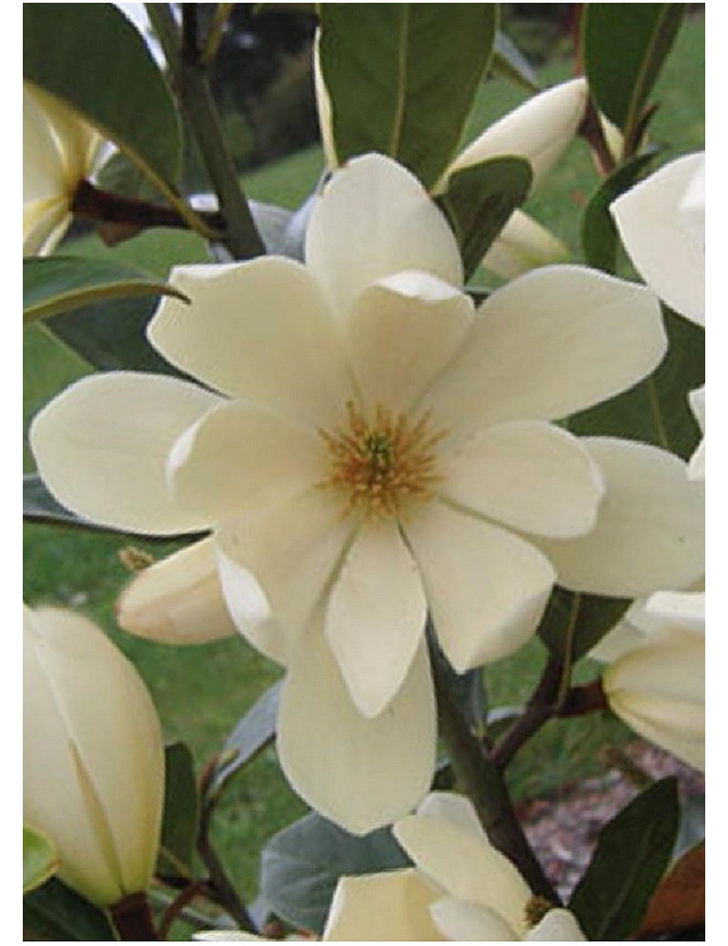 MICHELIA MAGNOLIA FAIRY CREAM ® (Michelia, magnolia)