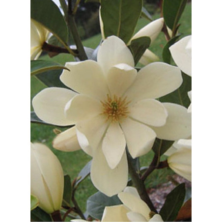 MICHELIA MAGNOLIA FAIRY CREAM ® (Michelia, magnolia)