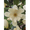 MICHELIA MAGNOLIA FAIRY CREAM ® (Michelia, magnolia)