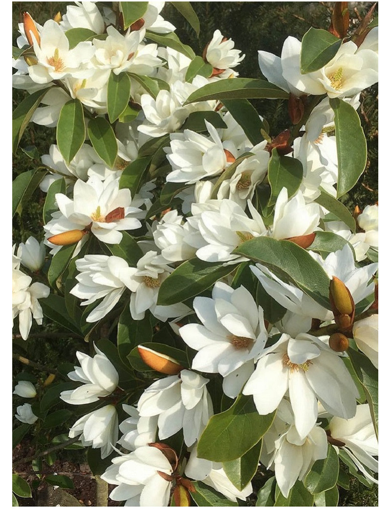 MICHELIA MAGNOLIA FAIRY WHITE ® (Michelia, magnolia)
