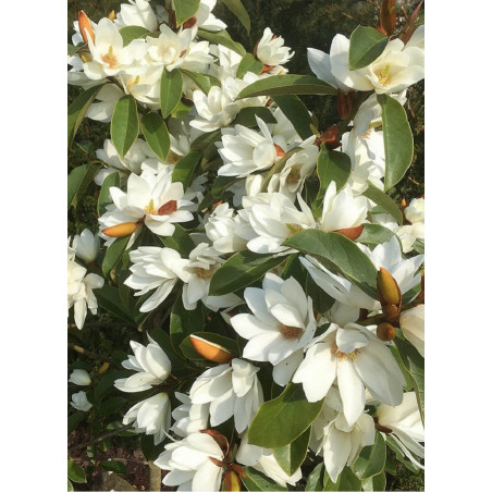 MICHELIA MAGNOLIA FAIRY WHITE ® (Michelia, magnolia)