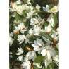 MICHELIA MAGNOLIA FAIRY WHITE ® (Michelia, magnolia)