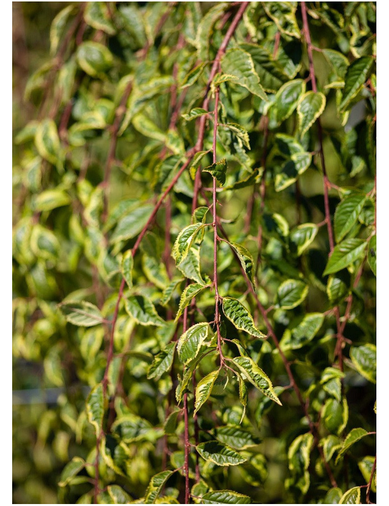 PRUNUS incisa FRILLY FROCK ® (Cerisier à fleurs Frilly frock ®)1