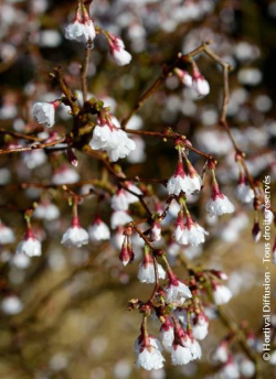 PRUNUS incisa FRILLY FROCK