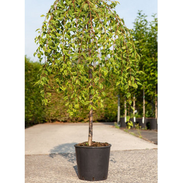 PRUNUS incisa FRILLY FROCK ® (Cerisier à fleurs Frilly frock ®) En pot de 15-20 litres forme tige hauteur du tronc 110-130 cm