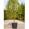 PRUNUS incisa FRILLY FROCK ® (Cerisier à fleurs Frilly frock ®) En pot de 15-20 litres forme tige hauteur du tronc 110-130 cm