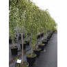PRUNUS incisa FRILLY FROCK ® (Cerisier à fleurs Frilly frock ®) En pot de 35-50 litres forme tige hauteur du tronc 180-200 cm ci