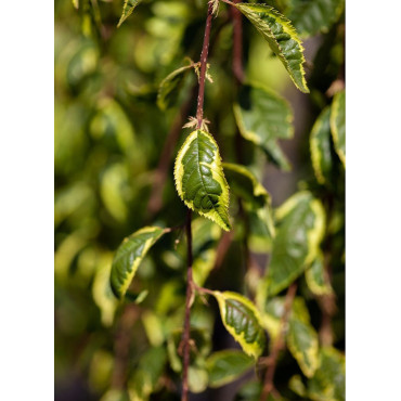 PRUNUS incisa FRILLY FROCK ® (Cerisier à fleurs Frilly frock ®)